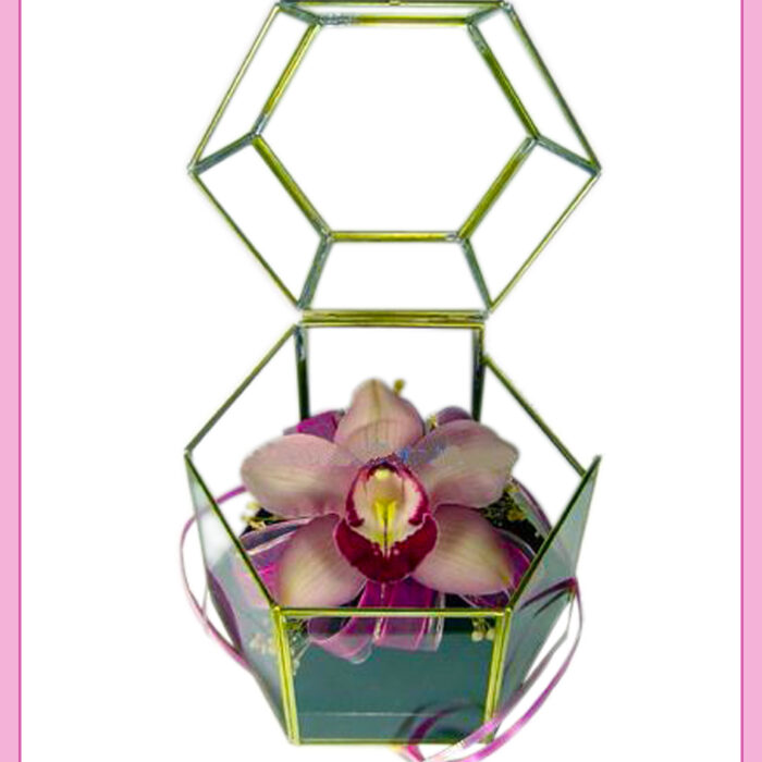 Dejar abajo filtrar evitar Arreglos de Orquídeas | Florería Liliana Online