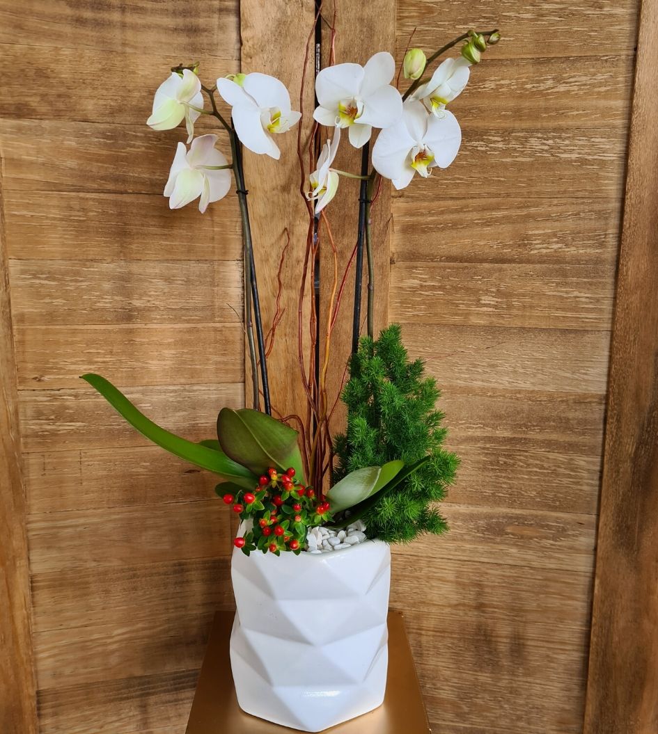 Arreglo de Orquídea Phalaenopsis Blanca
