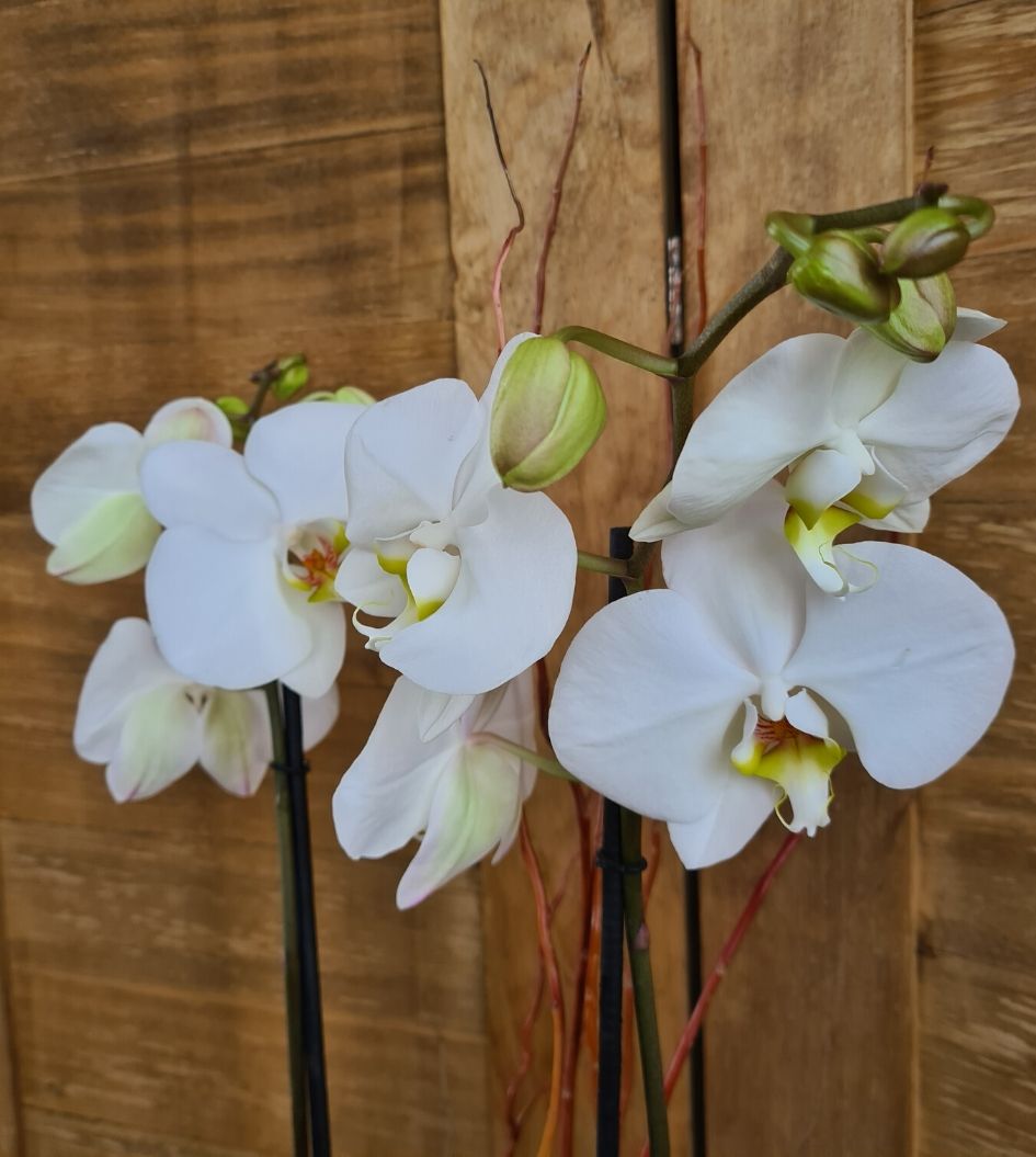 Arreglo de Orquídea Phalaenopsis Blanca