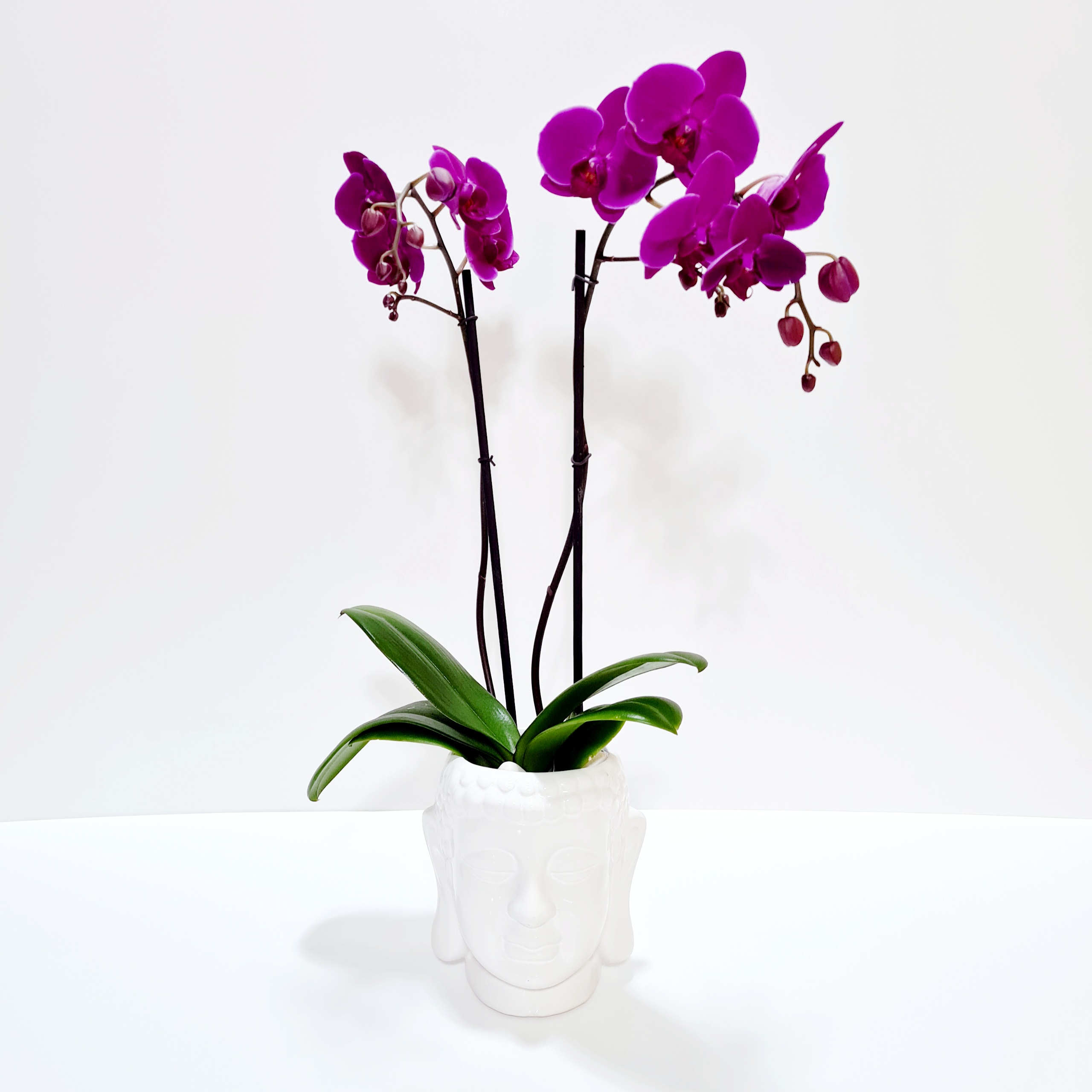 Planta de orquídea maceta 1 pieza | Liliana online