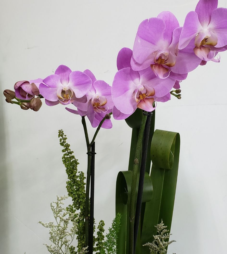 Íncubo cuenco hazlo plano Orquídea Phalaenopsis | Florería Liliana Online