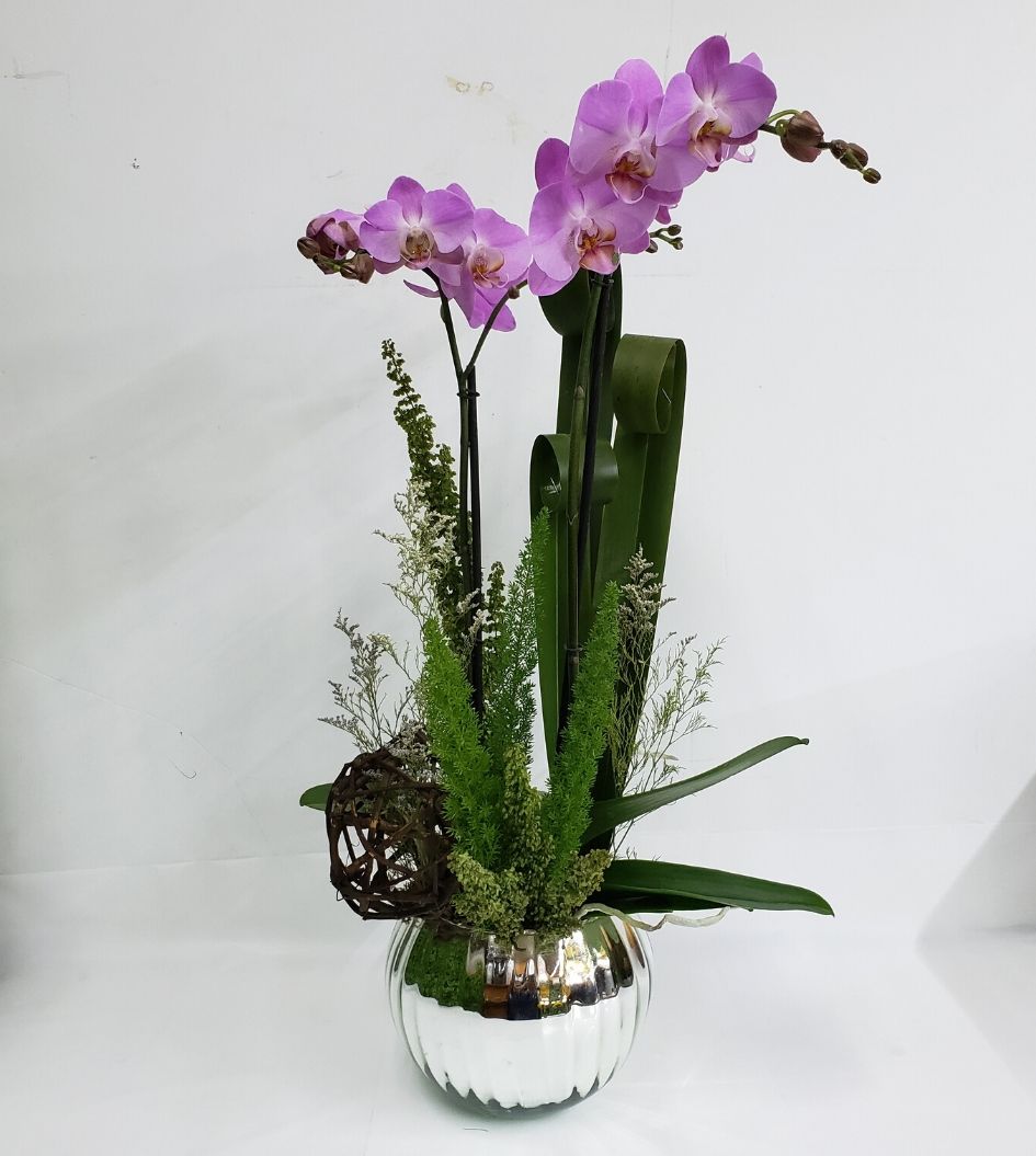 Orquídeas precio