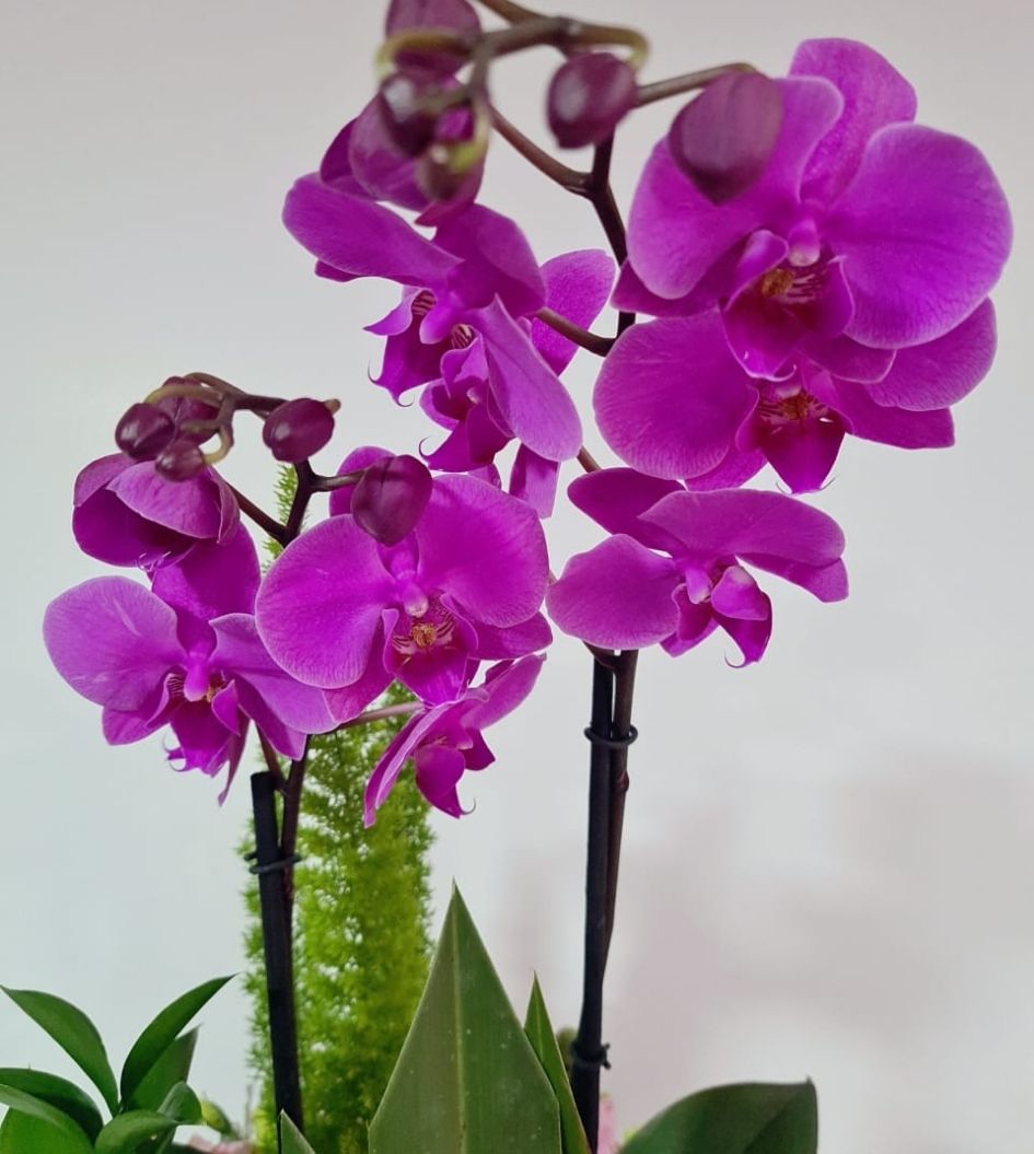 Caja de rosas y orquídeas: Flores para Mamá