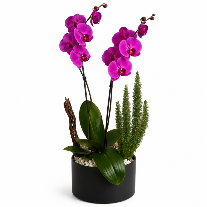 Arreglo de Orquídea Phalaenopsis 1 pieza