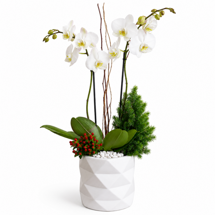 Arreglo de Orquídea Phalaenopsis Blanca