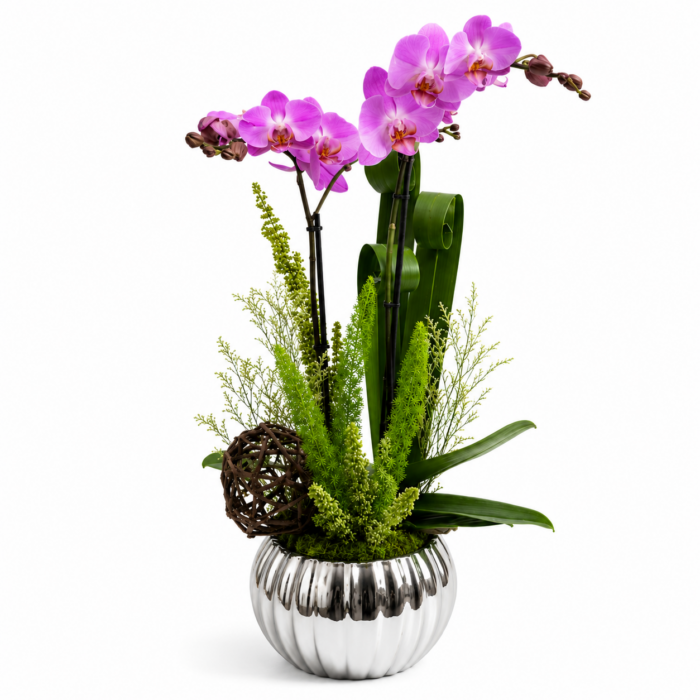 Orquidea Phalaenopsis