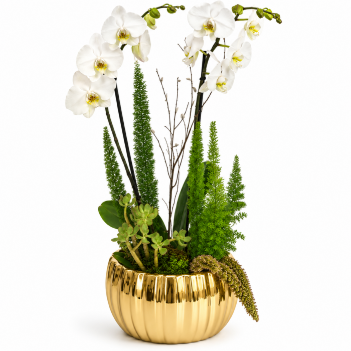 Orquídea Phalaenopsis blanca