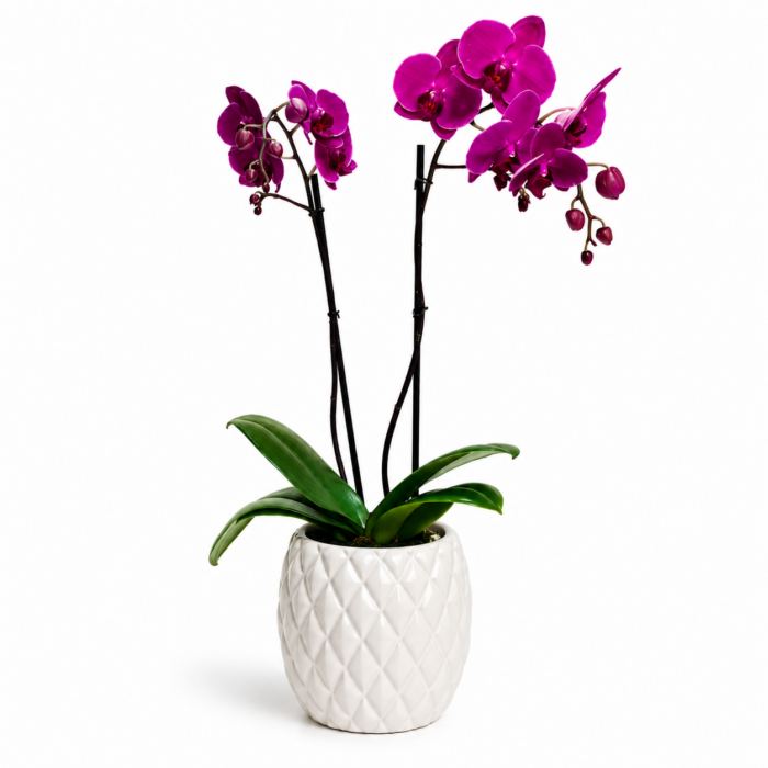 Florería Liliana 39 Planta de orquídea1 Planta 2 varas
