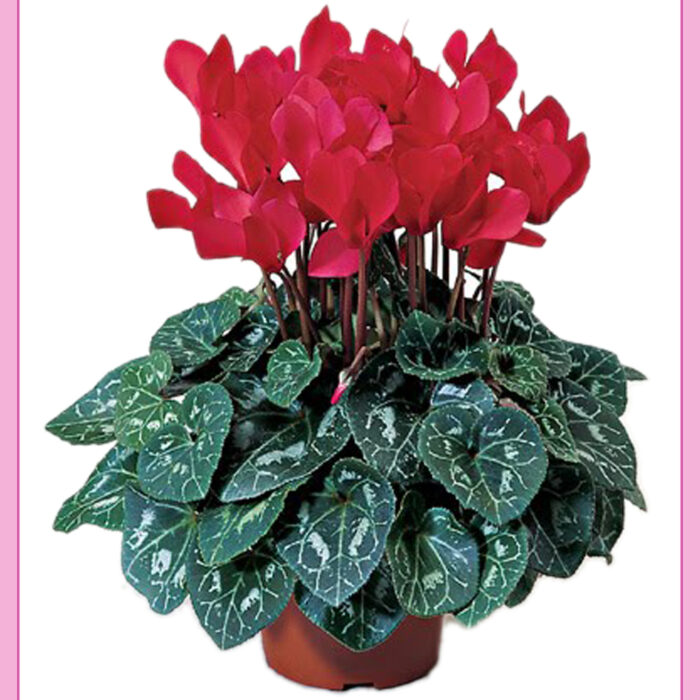 Planta de ornato violeta imperial