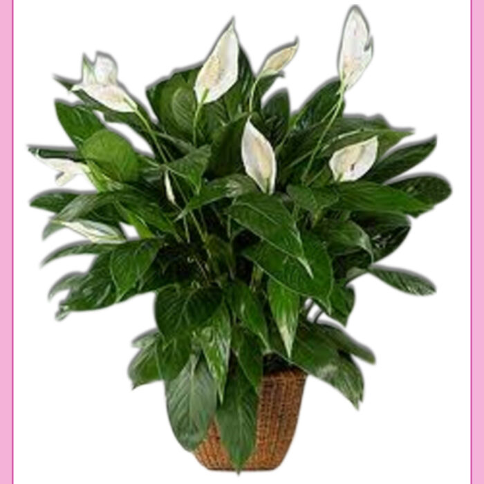 Planta de ornato cuna de moisés