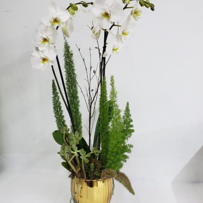 Orquídea Phalaenopsis blanca
