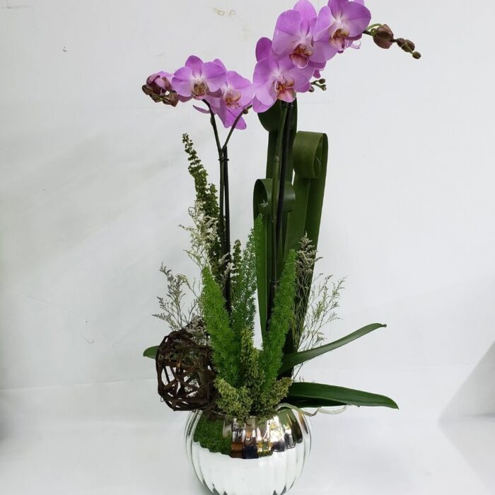 Orquidea Phalaenopsis
