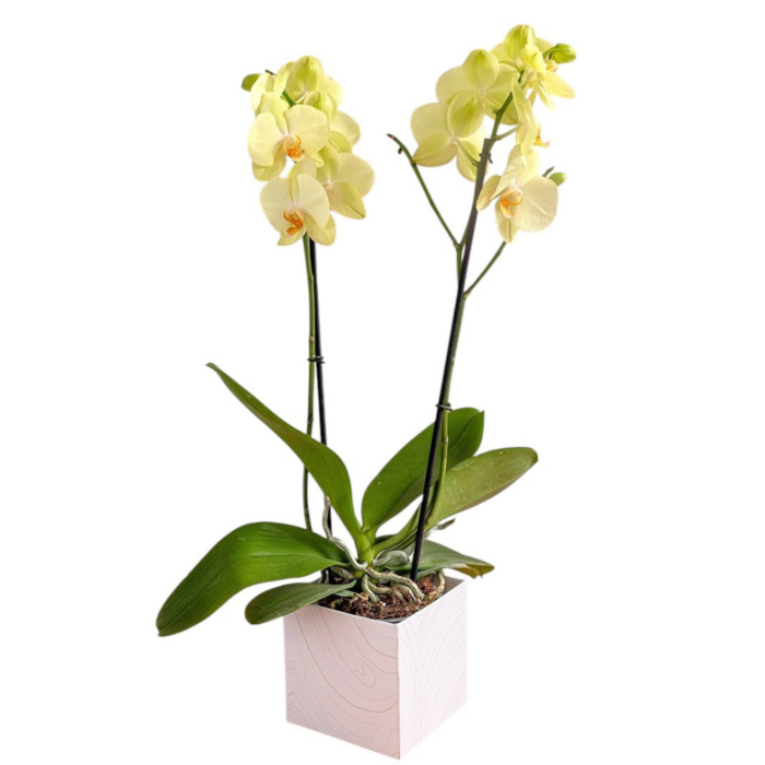 orquidea silvestre amarilla
