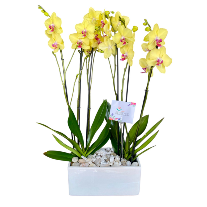 orquideas amarillas