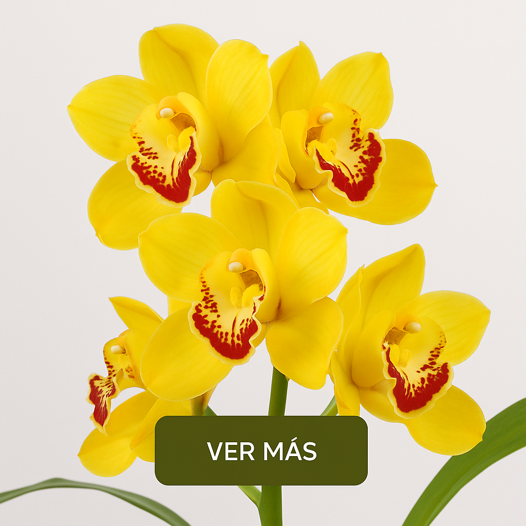 orquidea amarilla